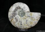 Large Inch Cleoniceras Ammonite (Half) #1293-1